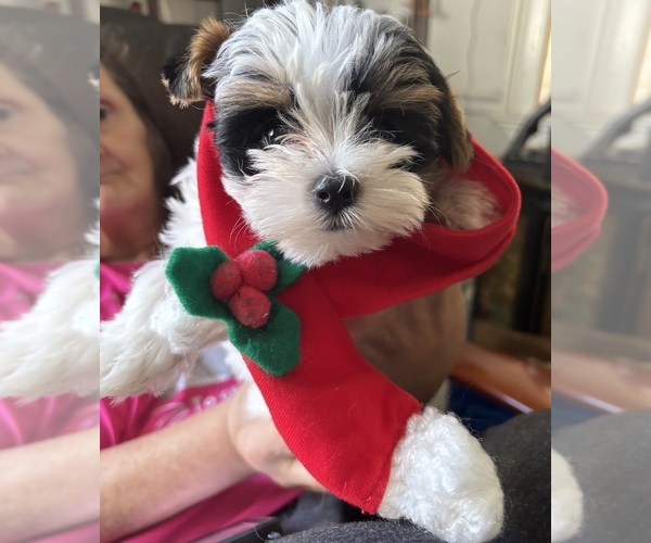 Medium Photo #4 Biewer Terrier Puppy For Sale in VERO BEACH, FL, USA