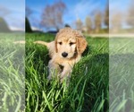 Small Photo #10 Goldendoodle Puppy For Sale in CORRYTON, TN, USA