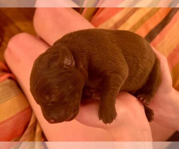 Medium Photo #1 Labrador Retriever Puppy For Sale in WEAVERVILLE, NC, USA