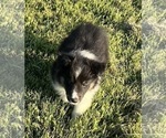 Small #19 Shetland Sheepdog