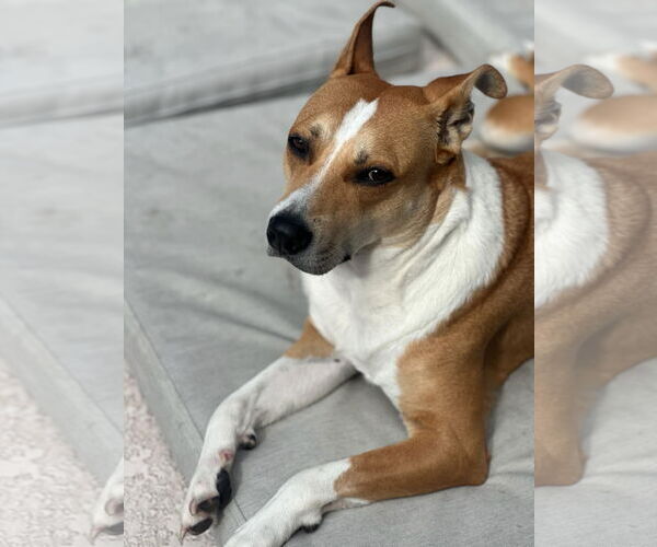 Medium Photo #2 Carolina Dog-Unknown Mix Puppy For Sale in Sanford, FL, USA