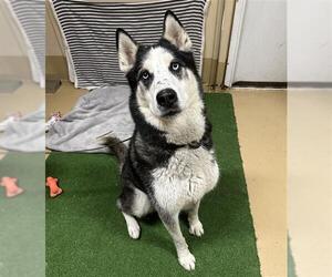 Siberian Husky Dogs for adoption in Chula Vista, CA, USA