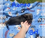 Small Photo #19 Chizer Puppy For Sale in MONTEZUMA, GA, USA