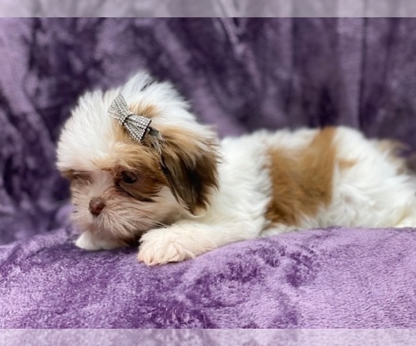 Medium Photo #12 Lhasa Apso Puppy For Sale in LAKELAND, FL, USA