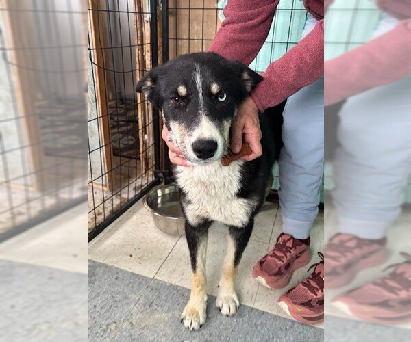 Medium Photo #1 Siberian Husky-Unknown Mix Puppy For Sale in Frisco, CO, USA