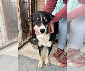 Siberian Husky-Unknown Mix Dogs for adoption in Frisco, CO, USA