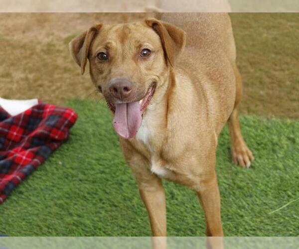 Medium Photo #2 Catahoula Leopard Dog-Siberian Husky Mix Puppy For Sale in Tallahassee, FL, USA
