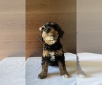 Puppy 4 Aussiedoodle Miniature 