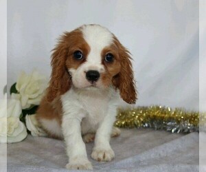 Cavalier King Charles Spaniel Puppy for sale in FREDERICKSBG, OH, USA