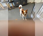 Small #2 Papillon Mix