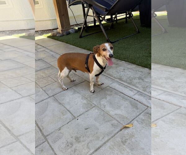 Medium Photo #2 Doxle Puppy For Sale in Mission Viejo, CA, USA