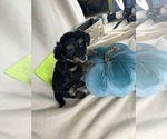 Small Photo #5 YorkiePoo Puppy For Sale in ROCK HILL, SC, USA