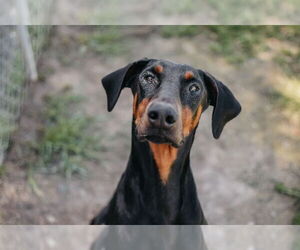 Doberman Pinscher Dogs for adoption in Longview, WA, USA