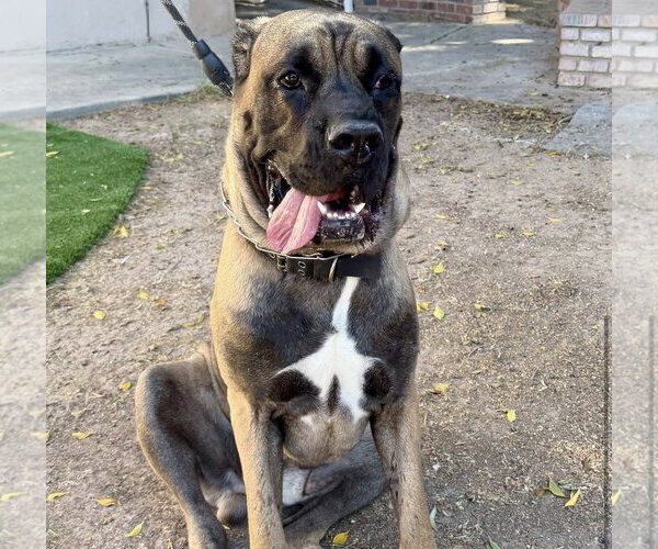 Medium Photo #2 Mutt Puppy For Sale in Goodyear, AZ, USA