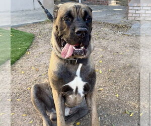 Bam - Male Mutt Dog for Adoption - Photo #2