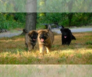 German Shepherd Dog Puppy for sale in THE PLAINS, VA, USA