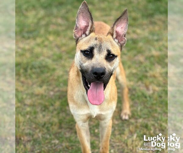 Medium Photo #3  Puppy For Sale in , 