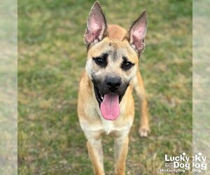 Mutt Dogs for adoption in Washington, DC, USA