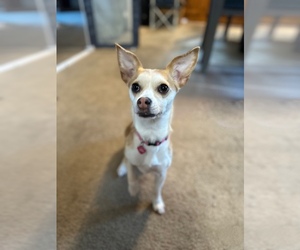 Chihuahua Puppy for sale in LAKEPORT, CA, USA