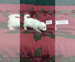 Small Photo #7 Great Pyrenees Puppy For Sale in ALTAVISTA, VA, USA