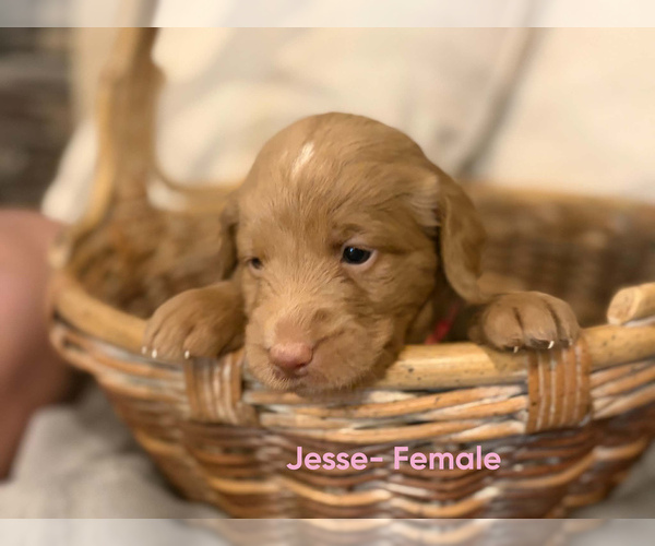 Medium Photo #3 Labradoodle Puppy For Sale in CONNERSVILLE, IN, USA