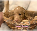 Small #2 Labradoodle
