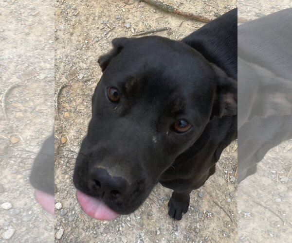 Medium Photo #6 Labrador Retriever-Unknown Mix Puppy For Sale in Tracy City, TN, USA