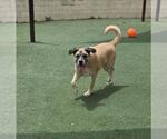 Small Photo #11 Mastiff-Unknown Mix Puppy For Sale in Rockwall, TX, USA