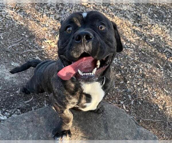 Medium Photo #1 Mutt Puppy For Sale in Martinez, CA, USA