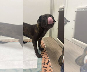 Pugsley - Male Mutt Dog for Adoption - Photo #4