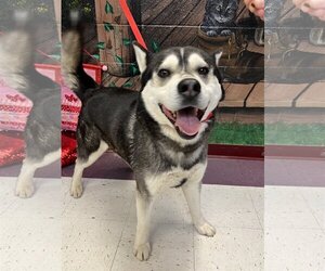 Huskies -Unknown Mix Dogs for adoption in Euless, TX, USA