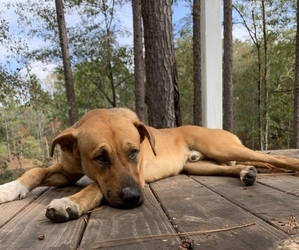 Mutt Dogs for adoption in PURVIS, MS, USA