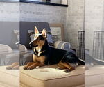 Small #2 German Shepherd Dog