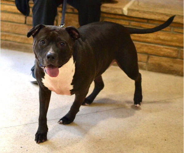 Medium Photo #4 Mutt Puppy For Sale in Enfield, CT, USA