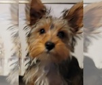 Small Photo #6 Yorkshire Terrier Puppy For Sale in HUDDLESTON, VA, USA
