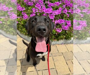 Labrador Retriever Dogs for adoption in San Diego, CA, USA