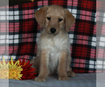 Small Photo #3 Labradoodle-Poodle (Miniature) Mix Puppy For Sale in CHRISTIANA, PA, USA