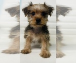 Small Photo #4 Morkie Puppy For Sale in CINCINNATI, OH, USA