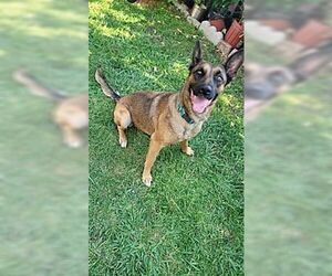 Mutt Dogs for adoption in Dana Point, CA, USA