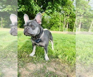 Mother of the French Bulldog puppies born on 05/14/2025