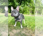 Small Photo #1 French Bulldog Puppy For Sale in HONEY BROOK, PA, USA