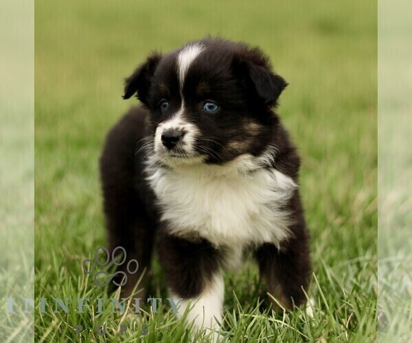 Medium Photo #5 Australian Shepherd Puppy For Sale in NEW PROVIDENCE, PA, USA