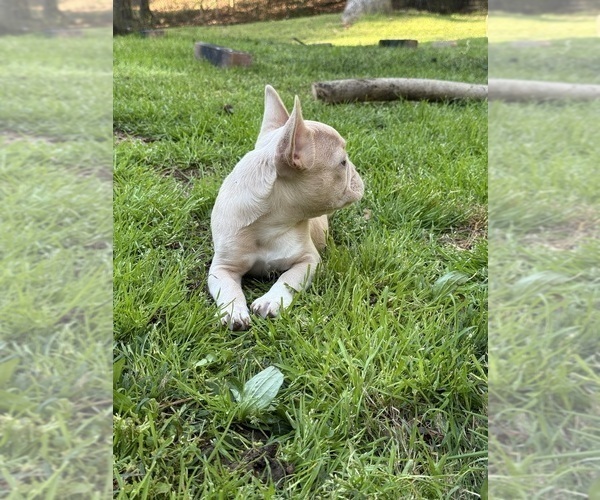 Medium Photo #5 French Bulldog Puppy For Sale in SUGAR HILL, GA, USA