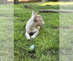Small #4 French Bulldog