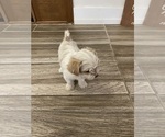 Small #11 Maltipoo
