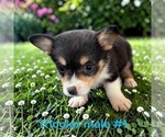 Image preview for Ad Listing. Nickname: Litter of 7