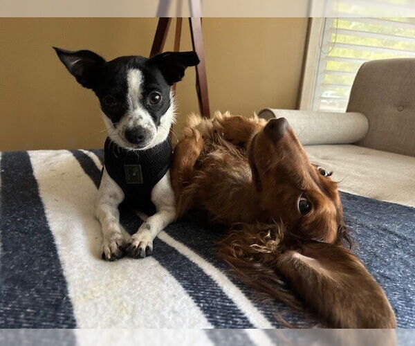 Medium Photo #3 Chihuahua Puppy For Sale in St. Louis Park, MN, USA