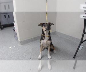 Labrador Retriever-Unknown Mix Dogs for adoption in Pasadena, TX, USA