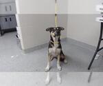 Small Labrador Retriever Mix