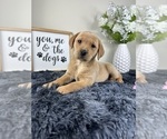 Small Labradoodle